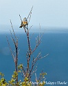 Autres oiseaux